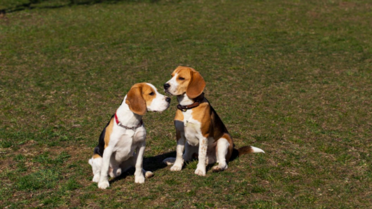 ciri anjing siap dipacak 1